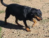 Axel , a male Rottweiler for sale in Prescott Valley, AZ – 5 of 10