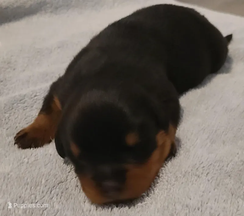 Axel  – Rottweiler puppy for sale in Prescott Valley, AZ