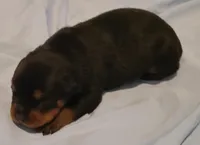 Axel , a male Rottweiler for sale in Prescott Valley, AZ – 9 of 10