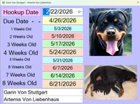 Hercules , a male Rottweiler for sale in Prescott Valley, AZ – 4 of 9