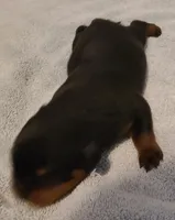 Hercules , a male Rottweiler for sale in Prescott Valley, AZ – 1 of 9