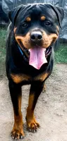 Hercules , a male Rottweiler for sale in Prescott Valley, AZ – 6 of 9