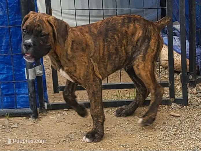 Bruno – Boxer puppy for sale in Prescott Valley, AZ