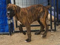 Bruno, a male Boxer for sale in Prescott Valley, AZ – 1 of 4