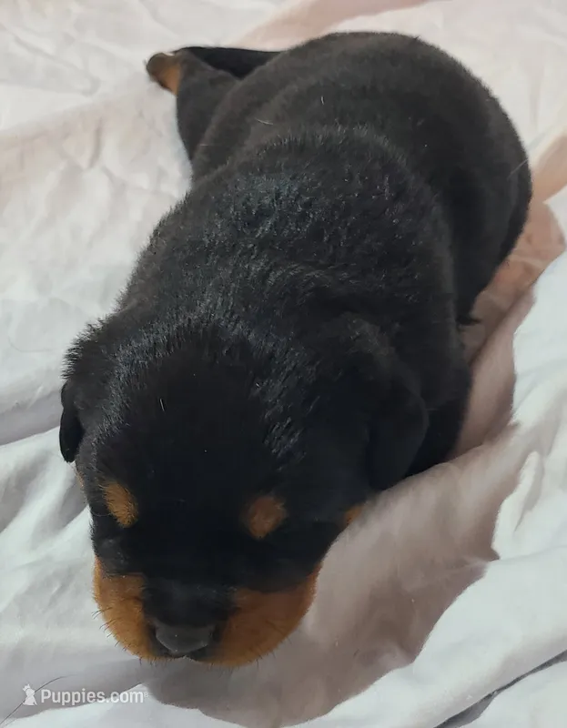 Max – Rottweiler puppy for sale in Prescott Valley, AZ