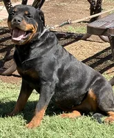 Karma , a female Rottweiler for sale in Prescott Valley, AZ – 3 of 5