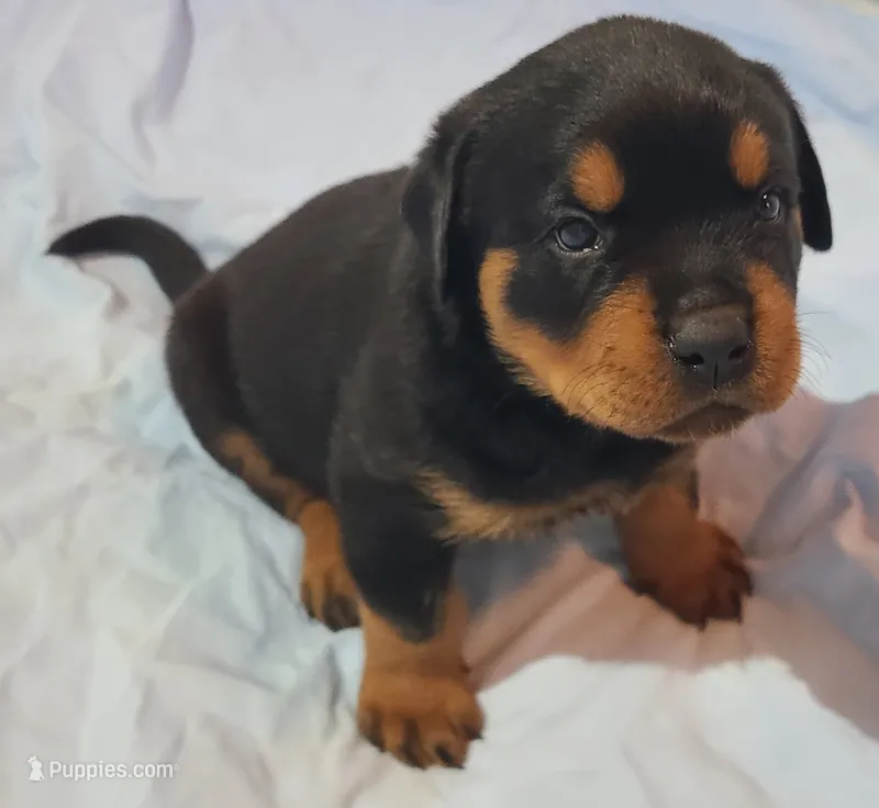 Max – Rottweiler puppy on hold in Prescott Valley, AZ