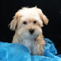 Sully, a male Morkie for sale in Rock Valley, IA – 3 of 6