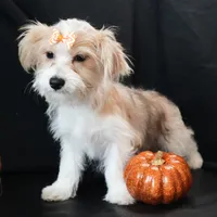 Bailey, a female Morkie for sale in Rock Valley, IA – 3 of 9