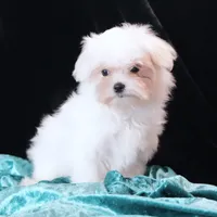 Jimmy, a male Maltese for sale in Rock Valley, IA – 3 of 4