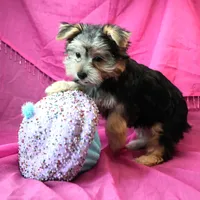 Penny, a female Morkie for sale in Rock Valley, IA – 2 of 5