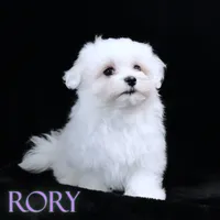 Rory, a male Maltese for sale in Rock Valley, IA – 2 of 5