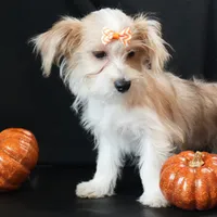 Bailey, a female Morkie for sale in Rock Valley, IA – 6 of 9