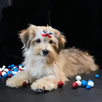 Theo, a male Morkie for sale in Rock Valley, IA – 2 of 7