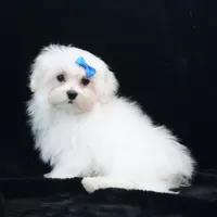 Rory, a male Maltese for sale in Rock Valley, IA – 3 of 5