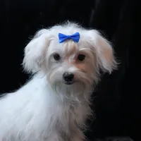 Finley, a male Maltese for sale in Rock Valley, IA – Photo 5 of 5