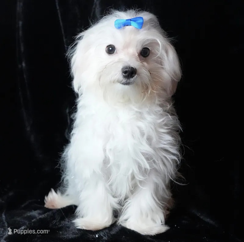 Finley – Maltese puppy for sale in Rock Valley, IA