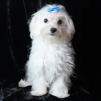 Finley, a male Maltese for sale in Rock Valley, IA – Photo 1 of 5