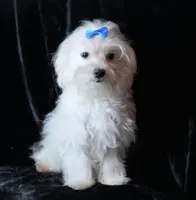 Finley, a male Maltese for sale in Rock Valley, IA – Photo 4 of 5