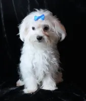 Finley, a male Maltese for sale in Rock Valley, IA – Photo 3 of 5