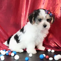 Oakley, a male Morkie for sale in Rock Valley, IA – 6 of 8