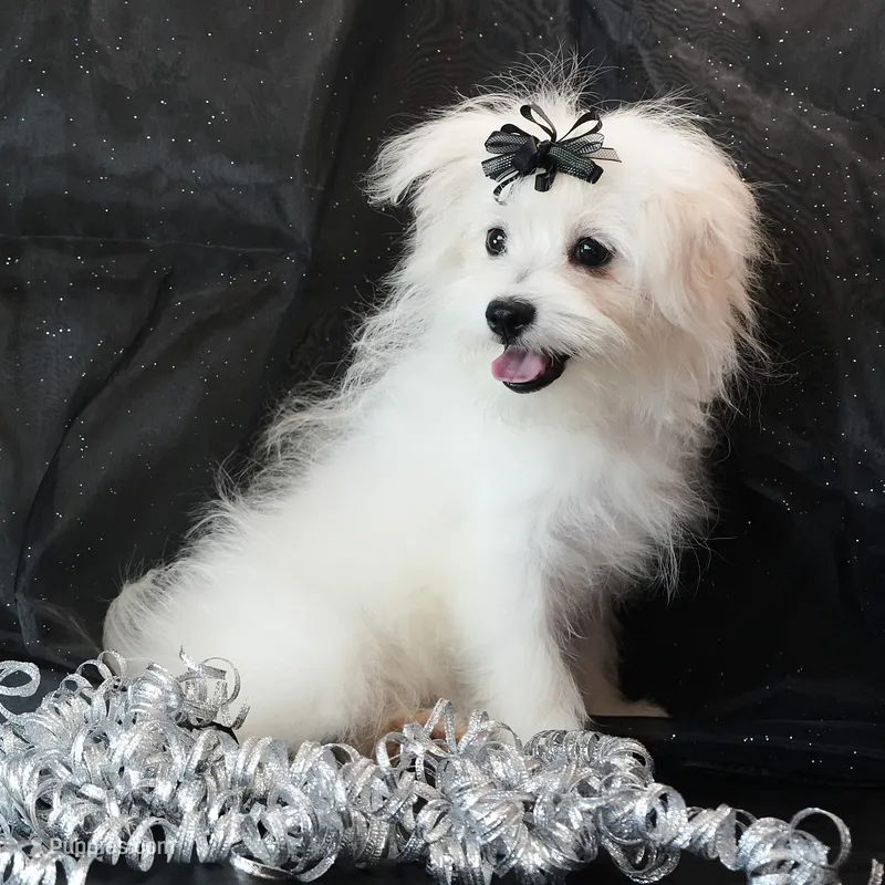 Willow – Maltipom puppy for sale in Rock Valley, IA