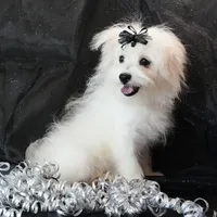 Willow, a female Maltipom for sale in Rock Valley, IA – 1 of 8
