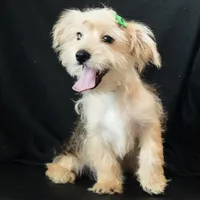 Sully, a male Morkie for sale in Rock Valley, IA – 3 of 8