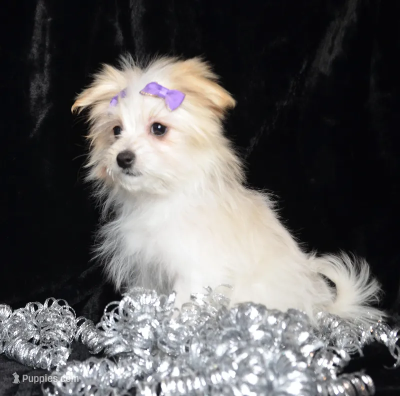 Jada – Maltipom puppy for sale in Rock Valley, IA