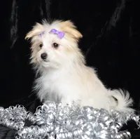 Jada, a female Maltipom for sale in Rock Valley, IA – Photo 1 of 6