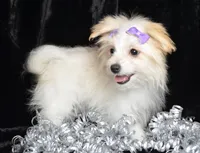 Jada, a female Maltipom for sale in Rock Valley, IA – Photo 6 of 6