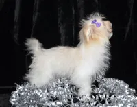 Jada, a female Maltipom for sale in Rock Valley, IA – Photo 5 of 6