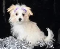 Jada, a female Maltipom for sale in Rock Valley, IA – Photo 2 of 6