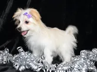 Jada, a female Maltipom for sale in Rock Valley, IA – Photo 4 of 6