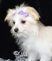 Jada, a female Maltipom for sale in Rock Valley, IA – Photo 3 of 6