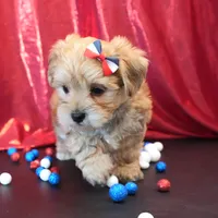 Sully, a male Morkie for sale in Rock Valley, IA – 3 of 5
