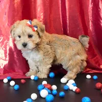 Sully, a male Morkie for sale in Rock Valley, IA – 5 of 5