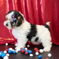 Oakley, a male Morkie for sale in Rock Valley, IA – 7 of 8