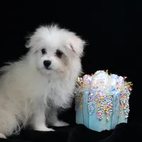 Willow, a female Maltipom for sale in Rock Valley, IA – 5 of 7