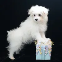 Willow, a female Maltipom for sale in Rock Valley, IA – 4 of 7