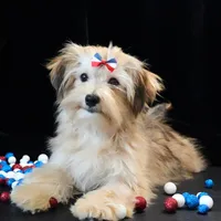 Theo, a male Morkie for sale in Rock Valley, IA – 1 of 7