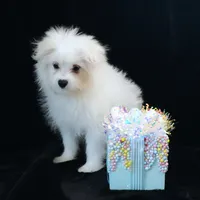Willow, a female Maltipom for sale in Rock Valley, IA – 7 of 7
