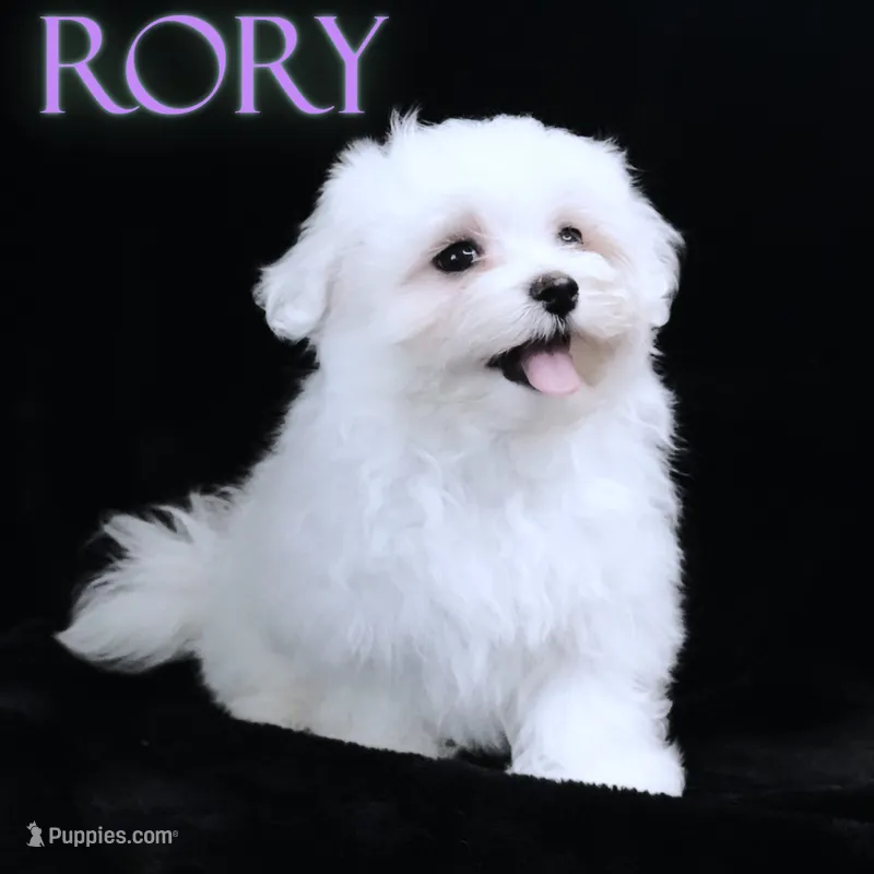 Rory – Maltese puppy for sale in Rock Valley, IA