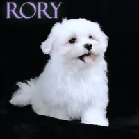 Rory, a male Maltese for sale in Rock Valley, IA – 1 of 5