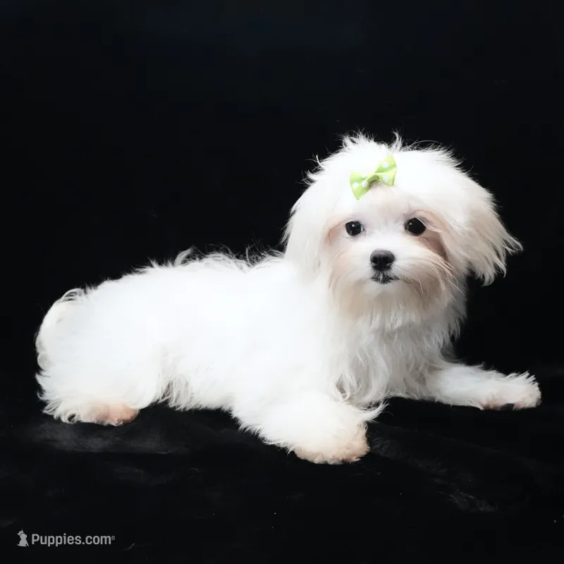 Jimmy – Maltese puppy for sale in Rock Valley, IA