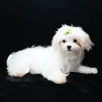 Jimmy, a male Maltese for sale in Rock Valley, IA – 1 of 8