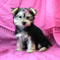 Penny, a female Morkie for sale in Rock Valley, IA – 1 of 5