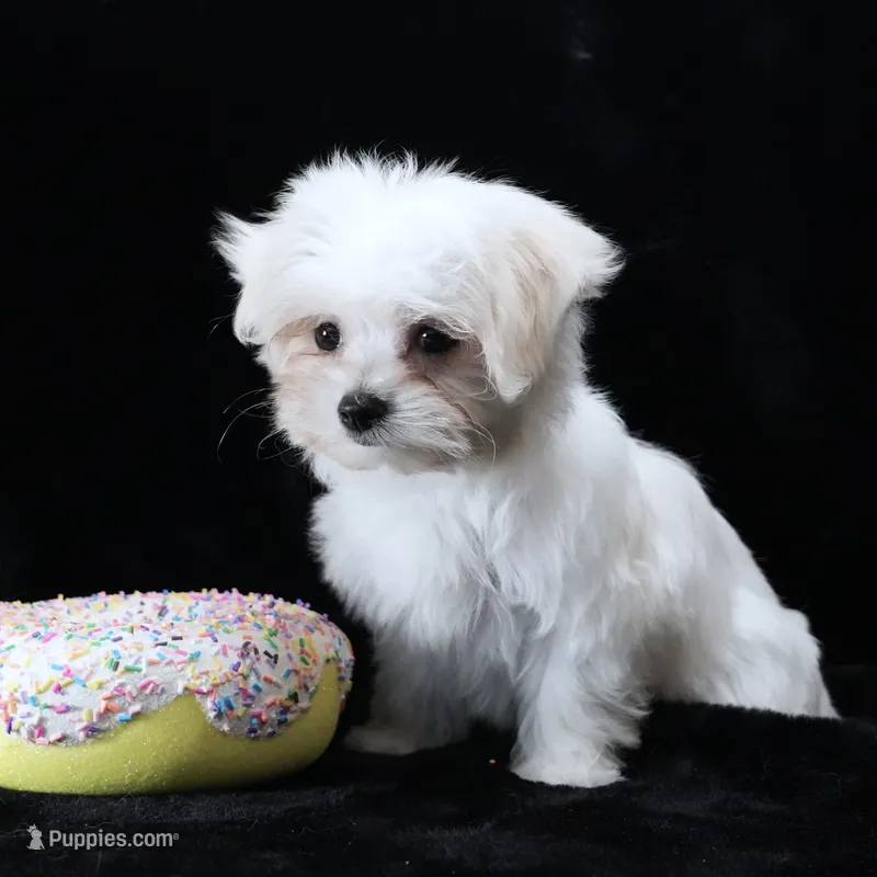 Miley – Maltese puppy for sale in Rock Valley, IA