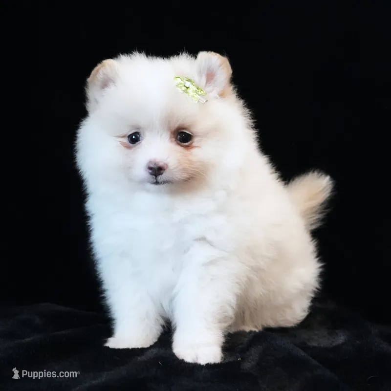 Mila – Pomeranian puppy for sale in Rock Valley, IA