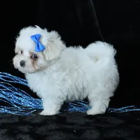 Benny, a male Maltese for sale in Rock Valley, IA – 5 of 8